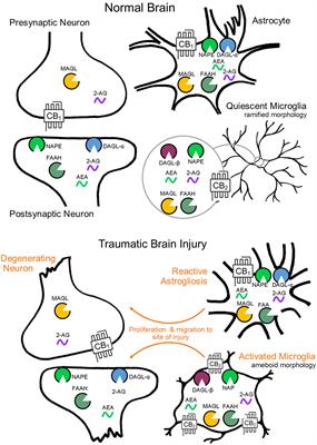 Endocannabinoids: A Promising Impact for Traumatic Brain Injury